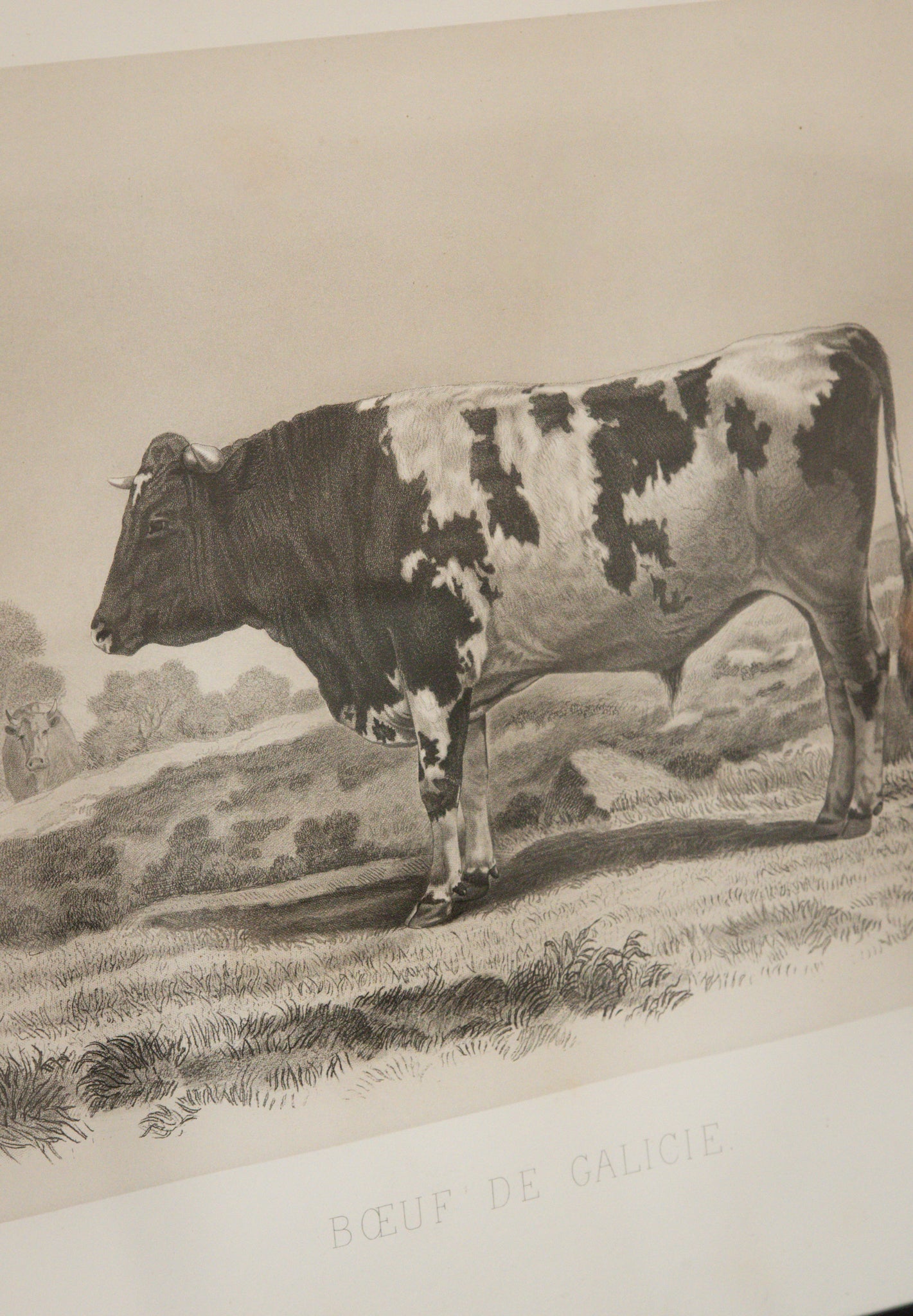 Antique French Galician Cow Engraving Framed
