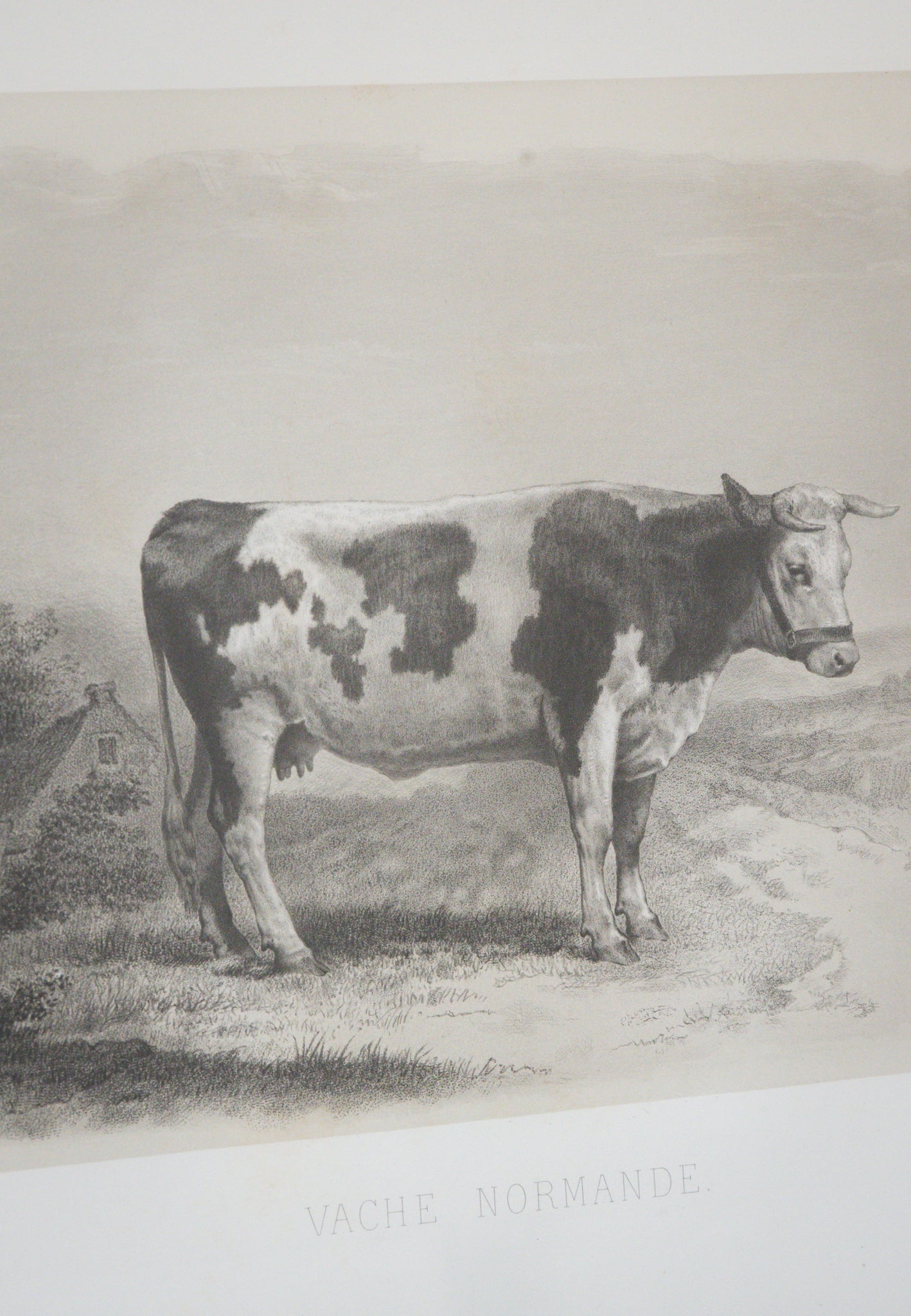 Antique French Normandy Cow Engraving Framed