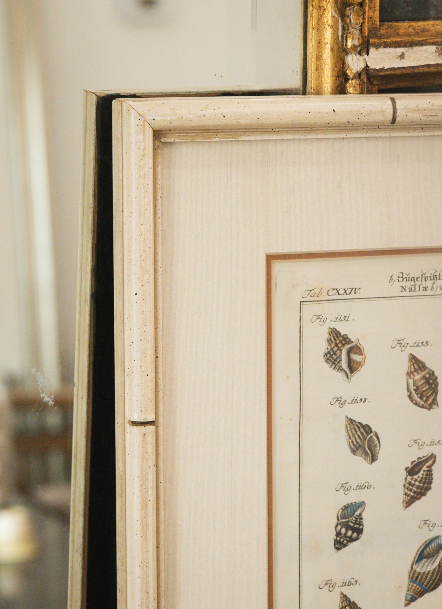 Antique 1700 Shell Engraving
