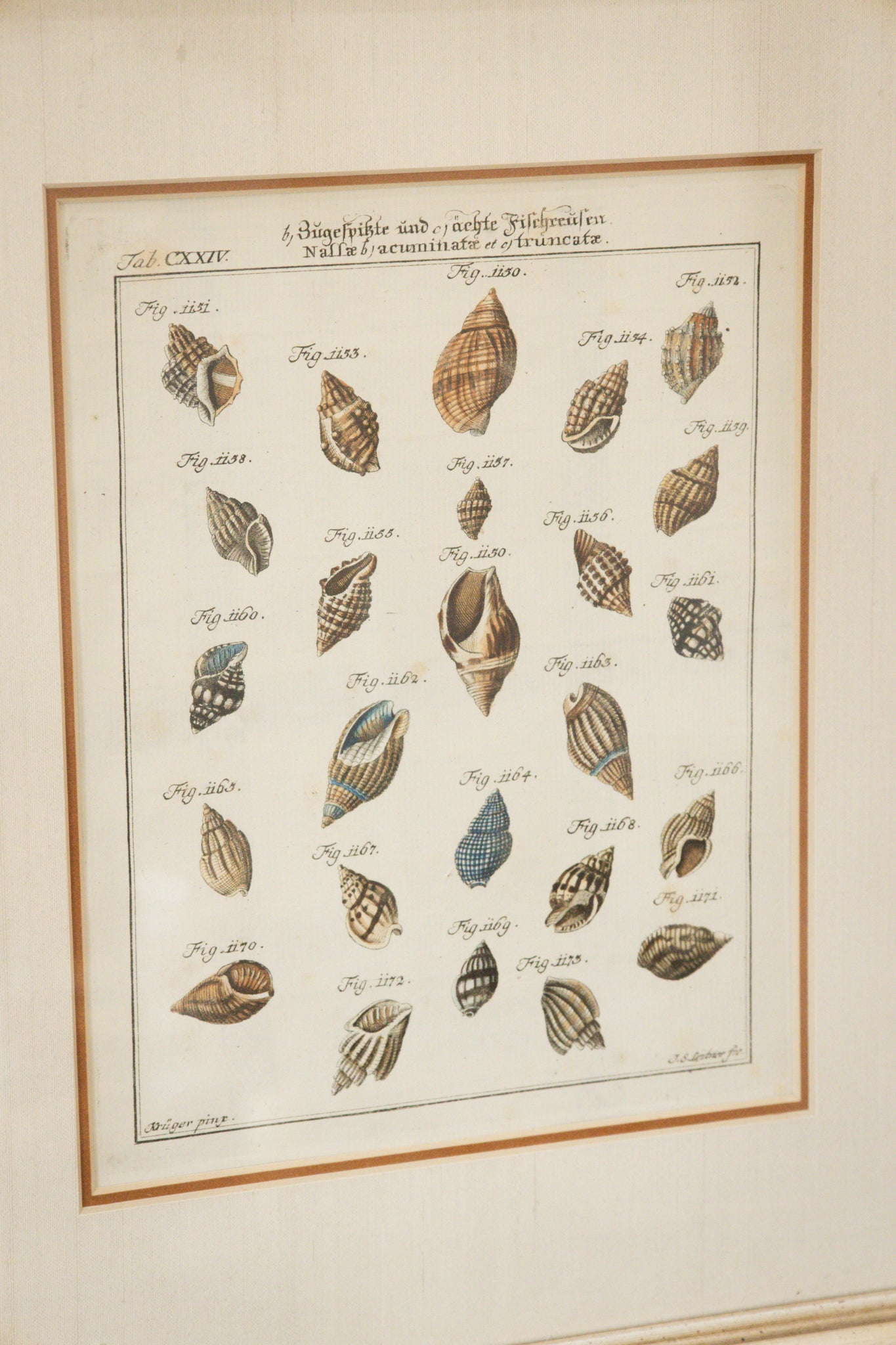 Antique 1700 Shell Engraving