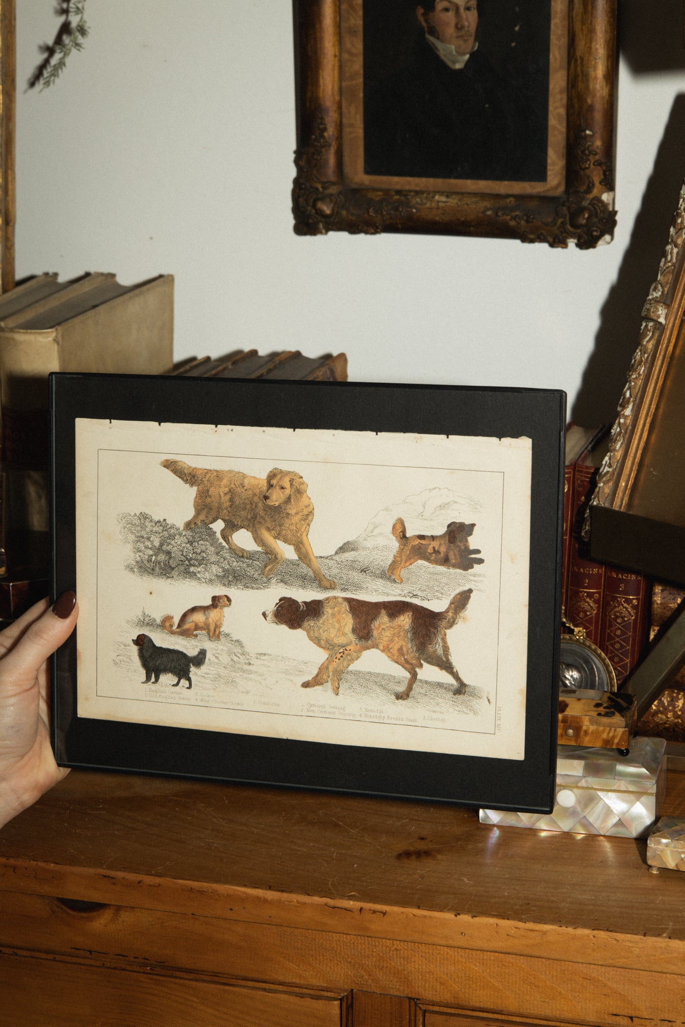 Antique Hand-Painted Lithograph Page of English Dogs